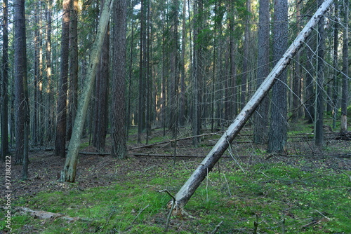 Dawn in a dry coniferous forest, the first rays of the sun glide along the trunks of tall slender fir trees