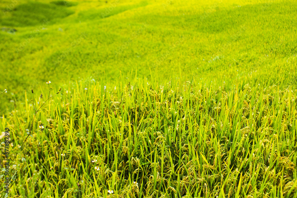 Amazing landscape in Northwest Vietnam. Terraced fields in Ta Xua, Bac Yen, Son La province, Vietnam. At an altitude of 2000m above sea level, this place is also known by the name: Clouds Paradise. Amazing landscape in Northwest Vietnam. Terraced fields in Ta Xua, Bac Yen, Son La province, Vietnam. At an altitude of 2000m above sea level, this place is also known by the name: Clouds Paradise.