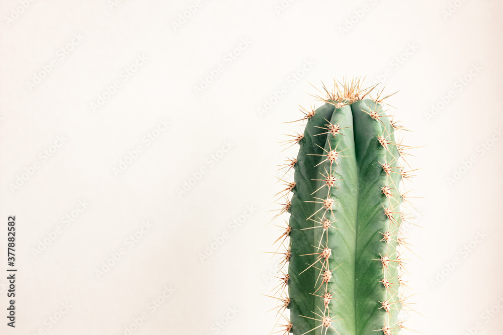 Single cactus on light background. Home plant growing. Natural floral minimal concept. Close up. Single cactus on light background. Home plant growing. Natural floral minimal concept. Close up.