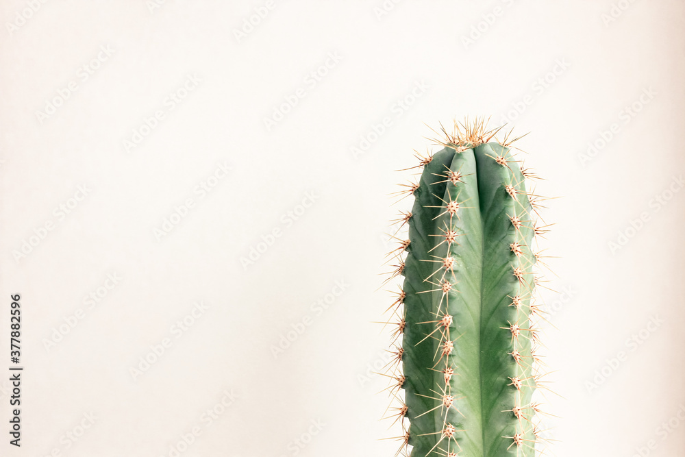 Naklejka premium Single cactus on light background. Home plant growing. Natural floral minimal concept. Close up.