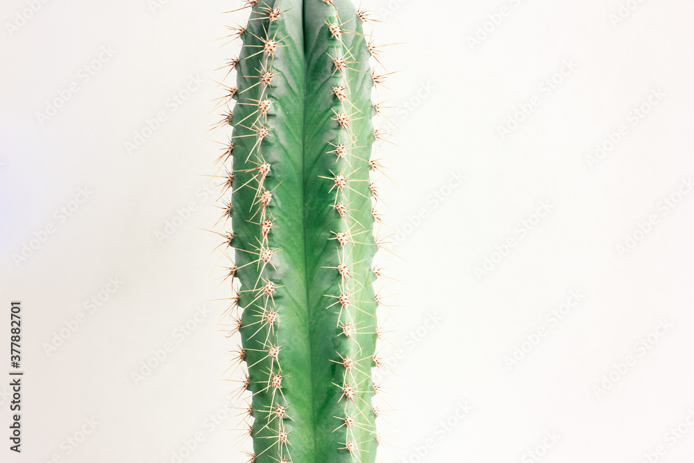 Single cactus on light background. Home plant growing. Natural floral minimal concept. Close up. Single cactus on light background. Home plant growing. Natural floral minimal concept. Close up.