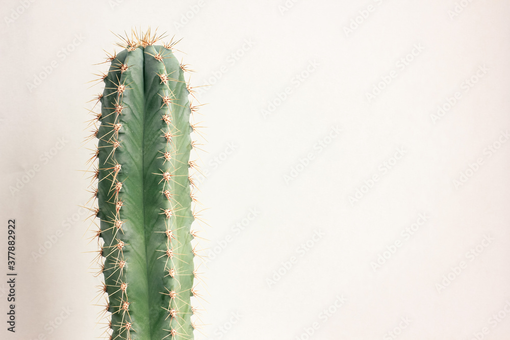 Single cactus on light background. Home plant growing. Natural floral minimal concept. Close up. Single cactus on light background. Home plant growing. Natural floral minimal concept. Close up.