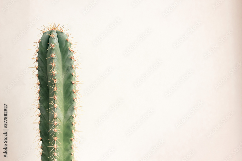 Naklejka premium Single cactus on light background. Home plant growing. Natural floral minimal concept. Close up.