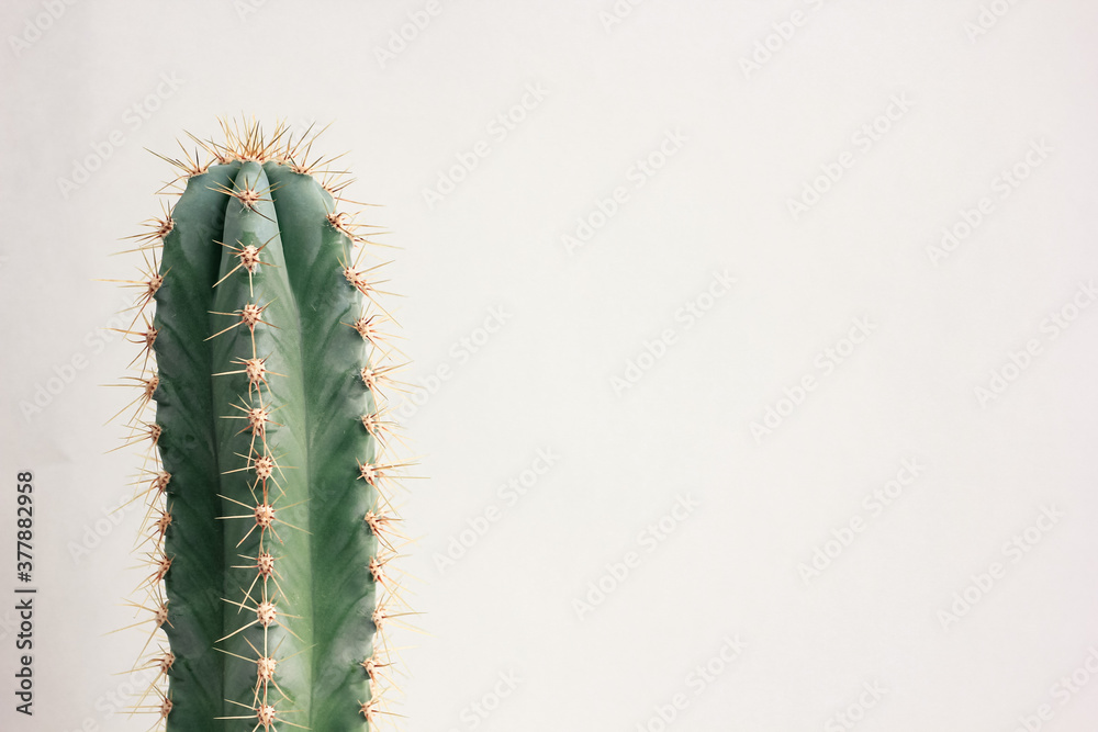 Naklejka premium Single cactus on light background. Home plant growing. Natural floral minimal concept. Close up.