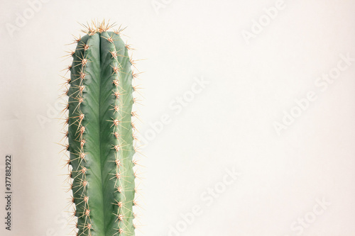 Single cactus on light background. Home plant growing. Natural floral minimal concept. Close up.