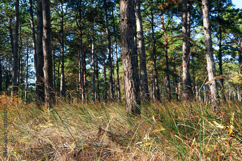 forest on a bright day - beautiful autumn landscape and wildlife forest on a bright day - beautiful autumn landscape and wildlife