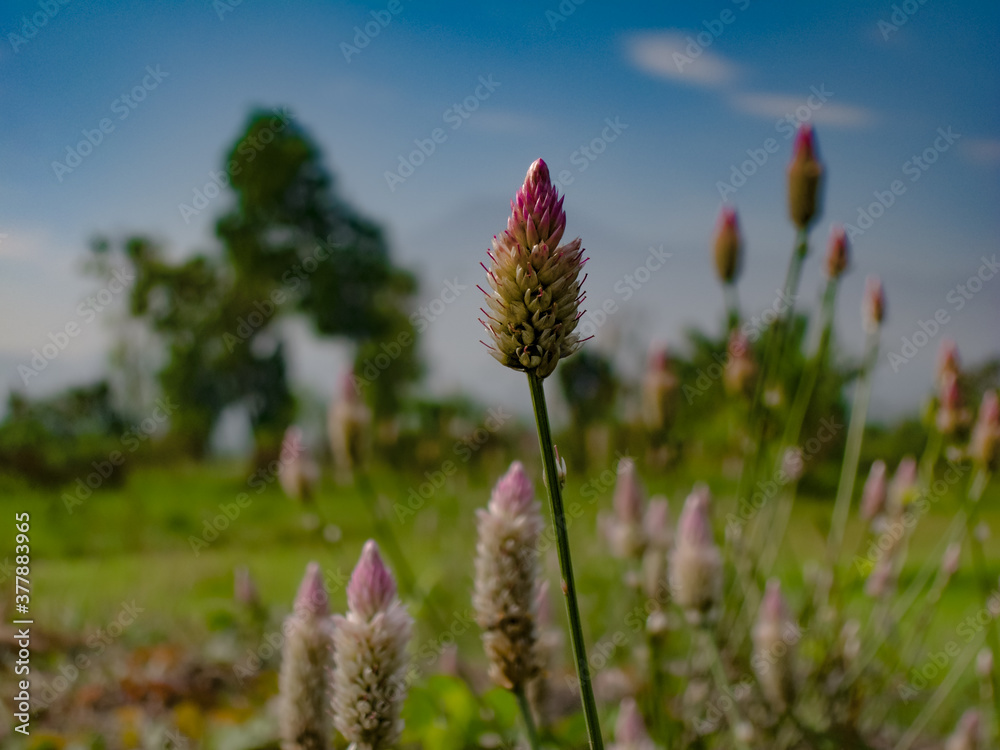 field of flowers