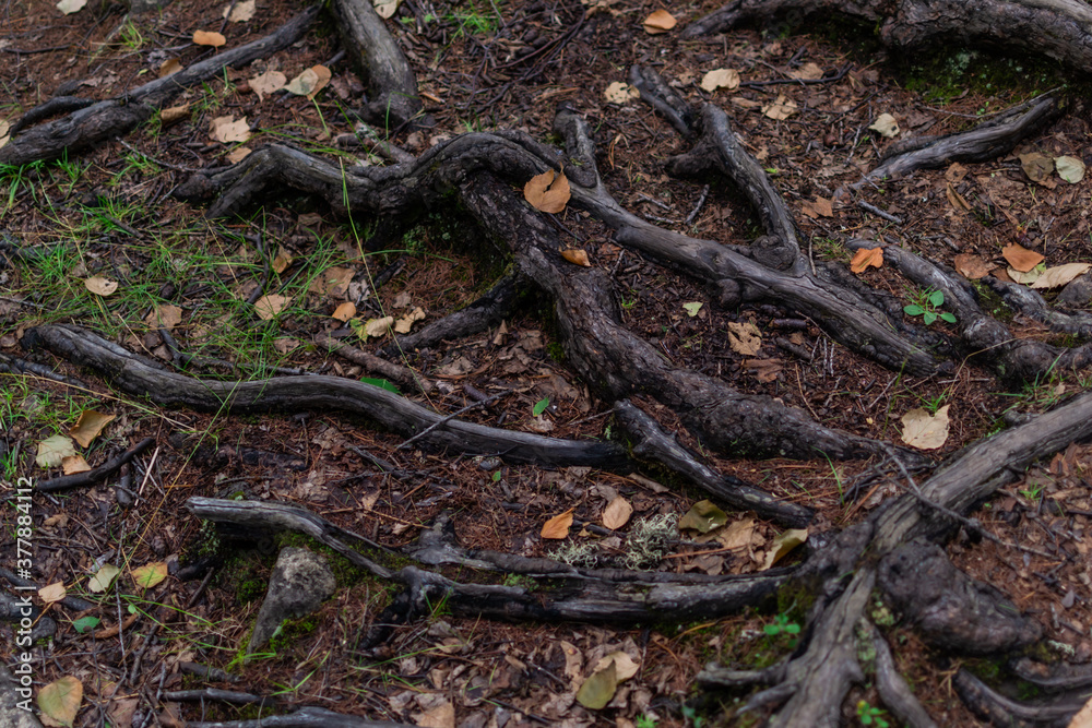 brown shiny twisty tangled roots of tree in forest in damp ground with yellow dry autumn leaves and green grass brown shiny twisty tangled roots of tree in forest in damp ground with yellow dry autumn leaves and green grass