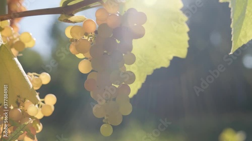 a ripe bunch of white grapes hangs on a vine illuminated by the sun's rays