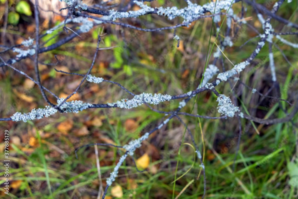 Rotten, withered branch with moss in forest. Blurred natural background Rotten, withered branch with moss in forest. Blurred natural background