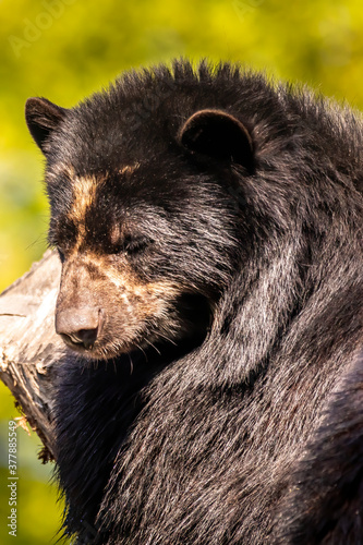 A young spectacled bear in a zoo, hanging around in a tree to relax in his outdoor enclosure at a sunny day in summer.