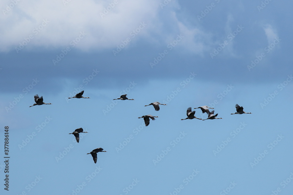 Flug der Kraniche vor blauem Himmel Flug der Kraniche vor blauem Himmel