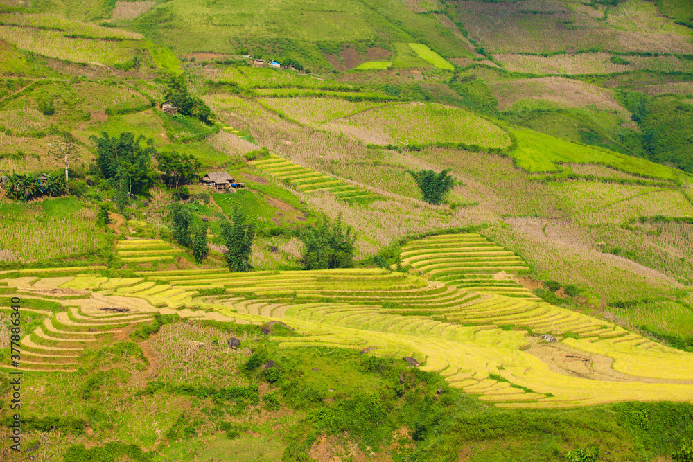 Amazing Rice fields on terraced in rainny seasont at TU LE Valley, Vietnam.Tu Le is a small valley but has beautiful terraces all year round. An attractive tourist destination 250km form Hanoi. Amazing Rice fields on terraced in rainny seasont at TU LE Valley, Vietnam.Tu Le is a small valley but has beautiful terraces all year round. An attractive tourist destination 250km form Hanoi.
