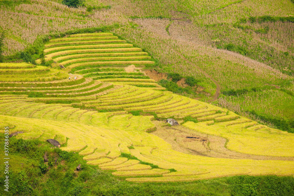 Amazing Rice fields on terraced in rainny seasont at TU LE Valley, Vietnam.Tu Le is a small valley but has beautiful terraces all year round. An attractive tourist destination 250km form Hanoi. Amazing Rice fields on terraced in rainny seasont at TU LE Valley, Vietnam.Tu Le is a small valley but has beautiful terraces all year round. An attractive tourist destination 250km form Hanoi.