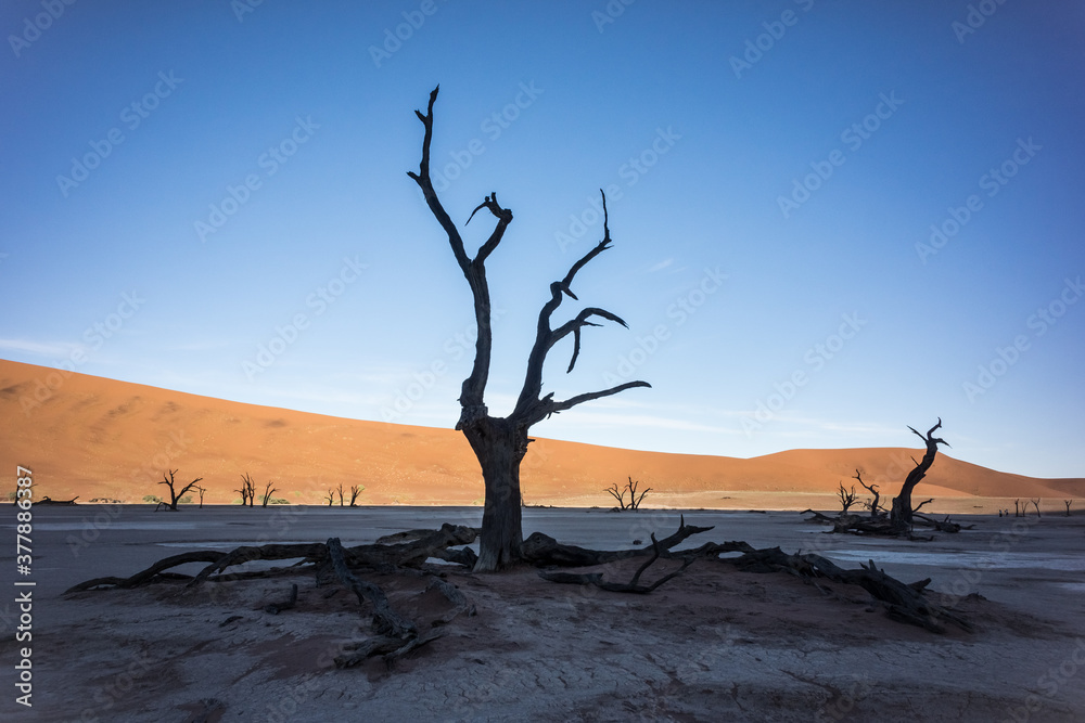 Dry trees during a sunny morning in the Deadvlei (Death Valley) in Sossuvlei, Namibia