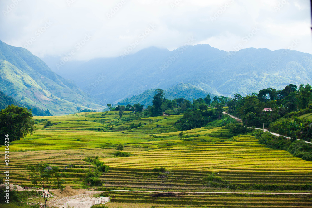 Naklejka premium Laocai Vietnam Vietnam Paddy fields, terraced culture, Sapa, Vietnam
