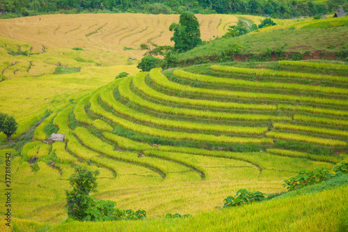 Laocai Vietnam Vietnam Paddy fields, terraced culture, Sapa, Vietnam