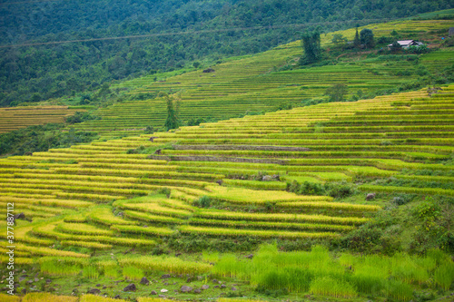 Laocai Vietnam  Vietnam Paddy fields  terraced culture  Sapa  Vietnam