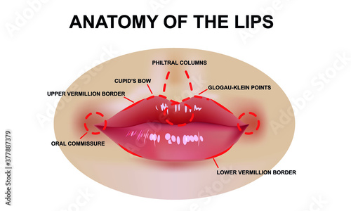 Realistic illustration of the structure of the lips, vector illustration