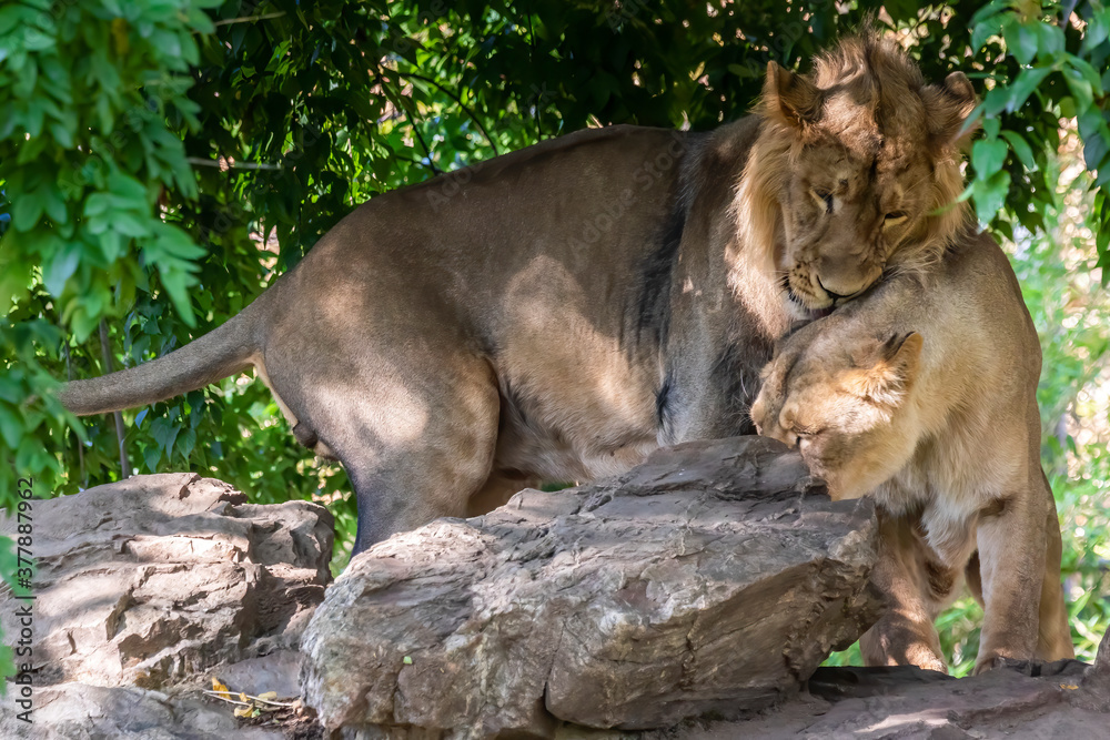 Two young lions in a zoo, relaxing and cleaning each other their fur in their outdoor enclosure at a sunny day in summer. Two young lions in a zoo, relaxing and cleaning each other their fur in their outdoor enclosure at a sunny day in summer.
