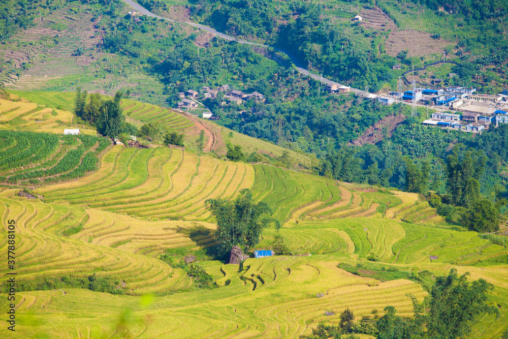 Laocai Vietnam  Vietnam Paddy fields, terraced culture, Sapa, Vietnam