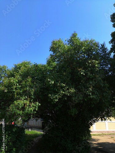 trees in the park