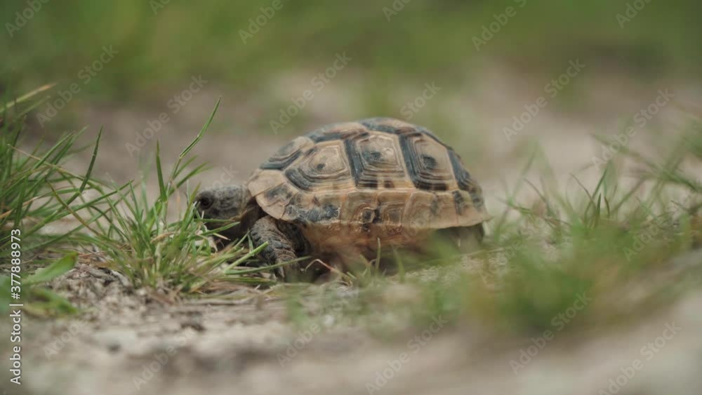 Tortoise walking on green grass. Low angle shot. Tortoise walking on green grass. Low angle shot.