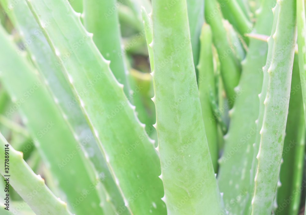 aloe vera plant aloe vera plant