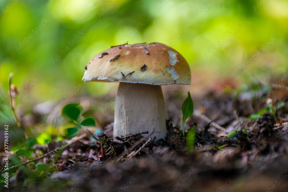 Fototapeta premium Small toadstool like mushroom has some small bites taken by small rodents on the forest floor in Cole Park in Upstate NY