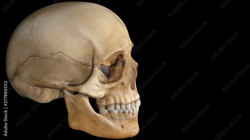 human skull isolated on black, skull human skull isolated on black, skull