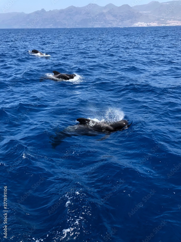 Fototapeta premium whales of Tenerife