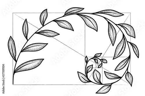 Floral fibonacci spiral. Sketch of  harmony concept, golden ratio. Vector illustration