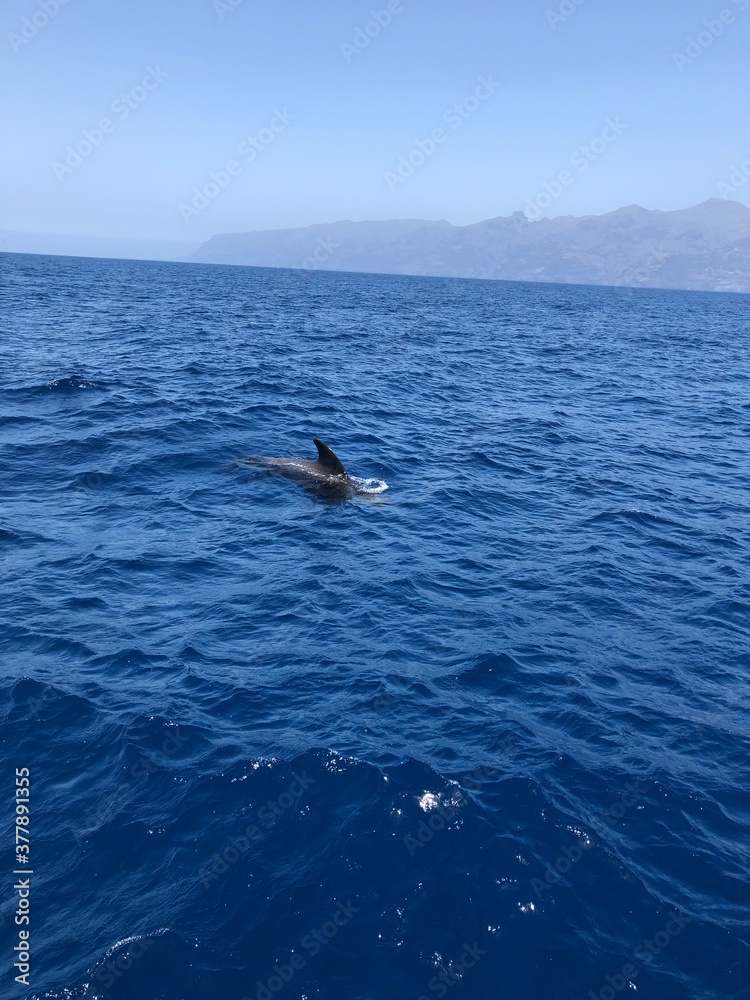 Naklejka premium whale of Tenerife