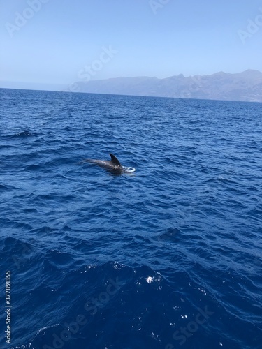 whale of Tenerife