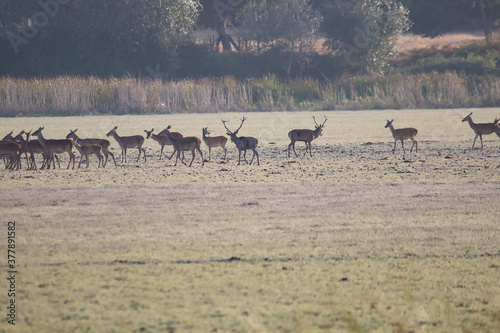 A male deer with his herd of female deer in the process of bellowing during mating season. Marismas del Rocio Natural Park in Donana National Park at sunset