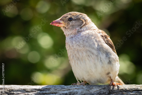 A female house sparrow (Passer domesticus) standing on wooden bench, looking left. Beak red with wild blackberries it has been feeding upon. West Sussex, UK