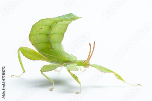 Leaf insect (Phyllium letiranti, subadult male) isolated on white background photo