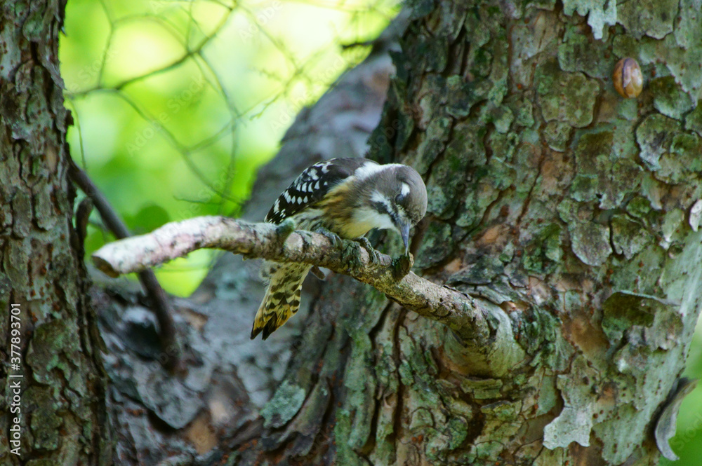 野鳥　コゲラ