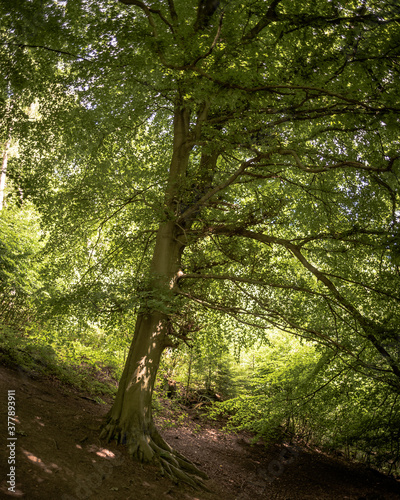 forest in the morning with the sun