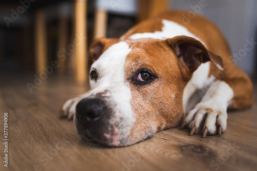 Old Dog lying on wooden floor indoors, brown amstaff terrier resting.