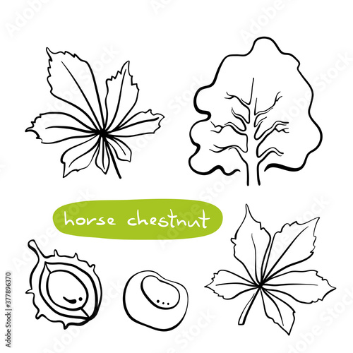 Horse chestnut tree, leaves, fruits. Hand drawn black line sketch of common deciduous European trees isolated on white background. Vector illustration