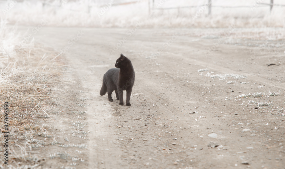 Black cat stands on the road in the fog. Cat crosses the road Black cat stands on the road in the fog. Cat crosses the road