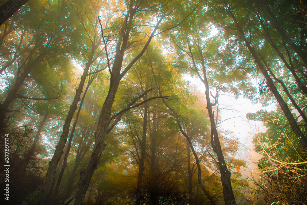 Obraz premium Autumn landscape in the forest of La Fageda de Grevolosa, La Garrotxa