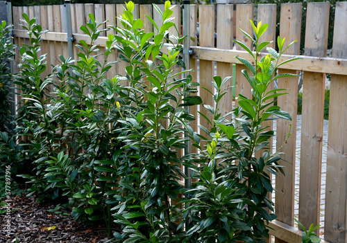 evergreen shrubs in combination with wooden fencing fit into any garden also create a feeling of privacy in the parking lot next to the shopping center and the green color soothes photo