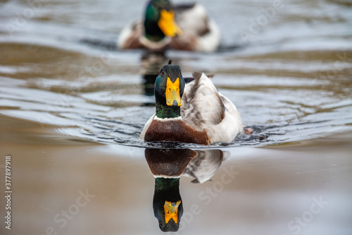 Mallard (Anas platyrhynchos) in the nature protection area Moenchbruch near Frankfurt, Germany. photo