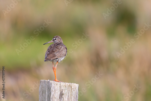 Redshank (Tringa totanus) sitting on a fence post at the salt marshes on the East Frisian island Juist, Germany.