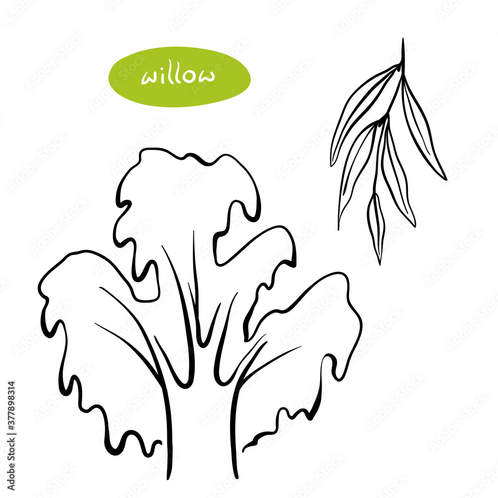 Weeping willow tree and leaves. Hand drawn black line sketch of common deciduous European trees isolated on white background. Vector illustration Weeping willow tree and leaves. Hand drawn black line sketch of common deciduous European trees isolated on white background. Vector illustration
