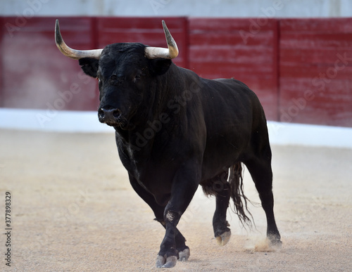 Fototapeta strong bull with big horns on spanish bullring in a traditional show of bullfigh
