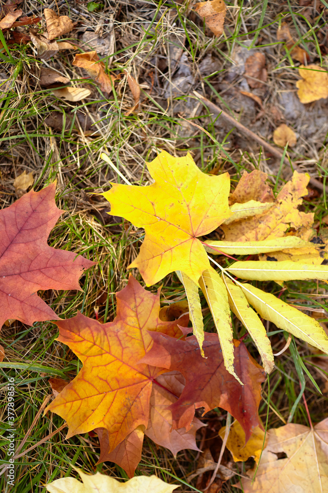 autumn days autumn days