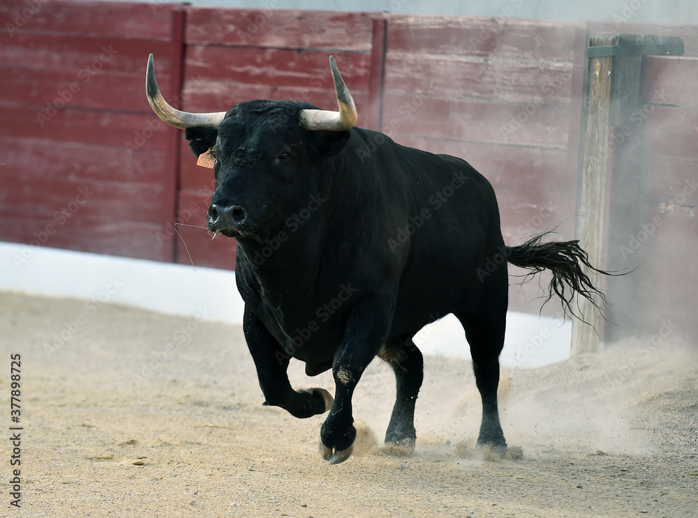 strong bull with big horns on spanish bullring in a traditional show of bullfight strong bull with big horns on spanish bullring in a traditional show of bullfight
